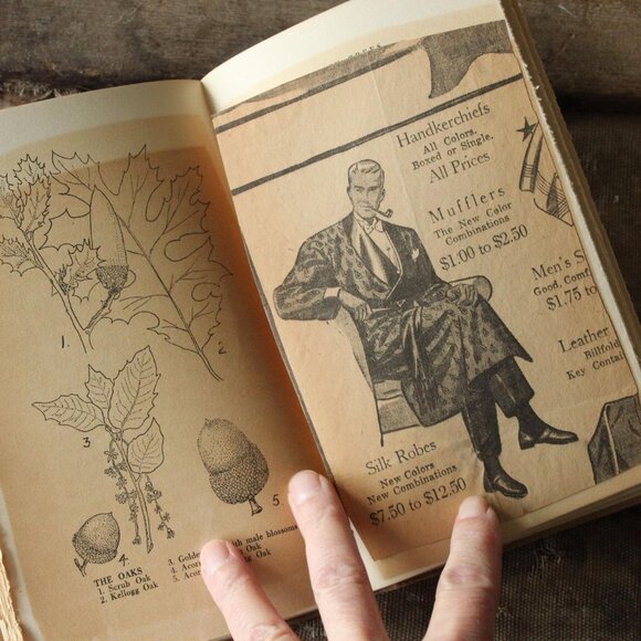 Vintage 1920s Book, "The Mountain Trees of Southern California" by Edmund Jaeger - Picture 10 of 10